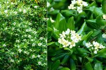 leaves and flower clusters