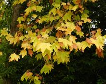 leaves, fall leaves, fall