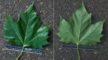 leaf leaf