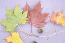 leafy shoot with fruit, fall leafy shoot with fruit, fall
