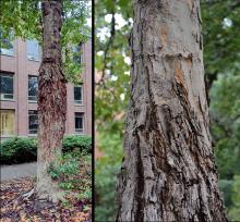 young trees transitioning to mature bark young trees transitioning to mature bark