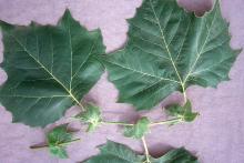 leaves and stipules