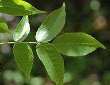 leaf leaf