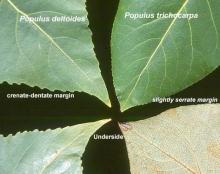 leaf margins, comparison