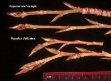 winter twigs and buds, comparison
