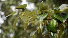 branch, leaves