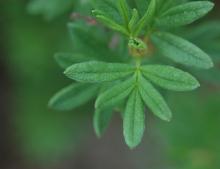 leaf