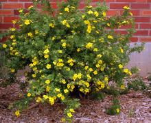 plant habit, flowering