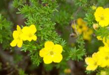 flowers and leaves