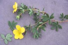 flowers and leaves