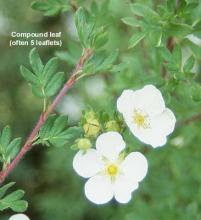 leaves and flowers