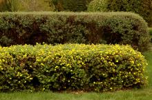 plant habit, flowering hedge