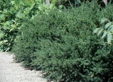 plant habit plant habit