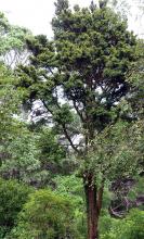 plant habit, tree form