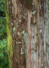 trunk, bark
