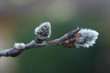 emerging male catkins, spring