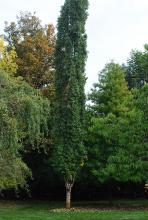 plant habit