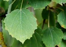 leaves