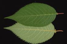 leaf