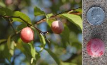 fruit, summer fruit, summer