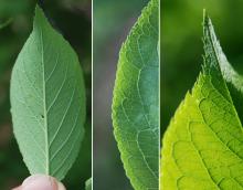 leaf underside, margin and tip leaf underside, margin and tip