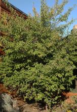 plant habit plant habit