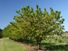 plant habit, green fruit (May 11)