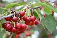 ripe fruit and leaves