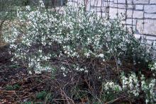 plant habit, flowering