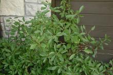 plant habit, summer