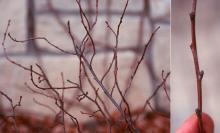 winter plant habit and twig, buds 