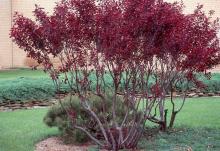 plant habit, larger shrub