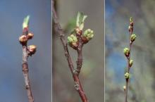 opening buds