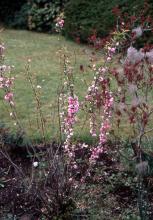 plant habit, spring flowering