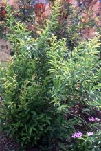 plant habit, summer