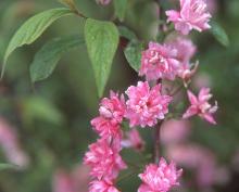 flowering branch, late spring