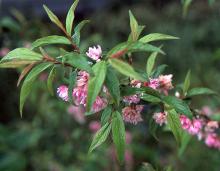 leaves and flowers, late spring