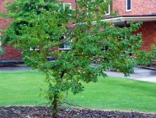 plant habit, shady site