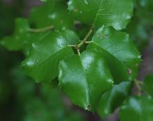 leaves, shady site