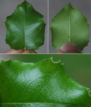 leaf, shady site