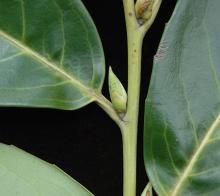bud and leaves bud and leaves