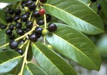leaves and fruit leaves and fruit