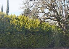 hedge that turned into a tall screen hedge that turned into a tall screen