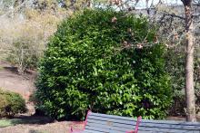 plant habit, sheared plant habit, sheared