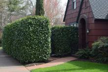 plant habit, hedge plant habit, hedge