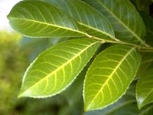 leaves leaves