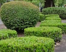 plant habit, sheared