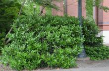 plant habit
