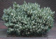 plant habit, spring flowering