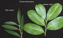leaves, comparison